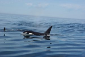 Orcas offshore of Cascade Head