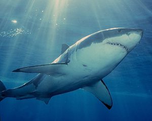 Guadalupe White Shark.