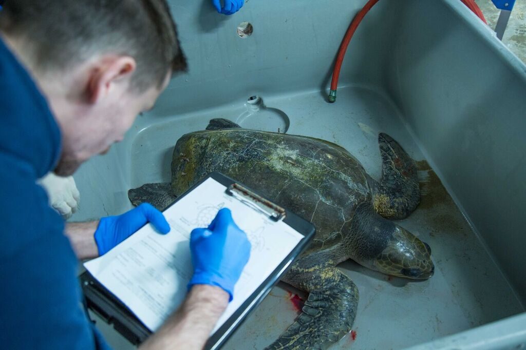 Courtesy of the Oregon Coast Aquarium