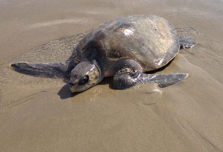 What to do if you find a sea turtle stranded on the Oregon Coast ...