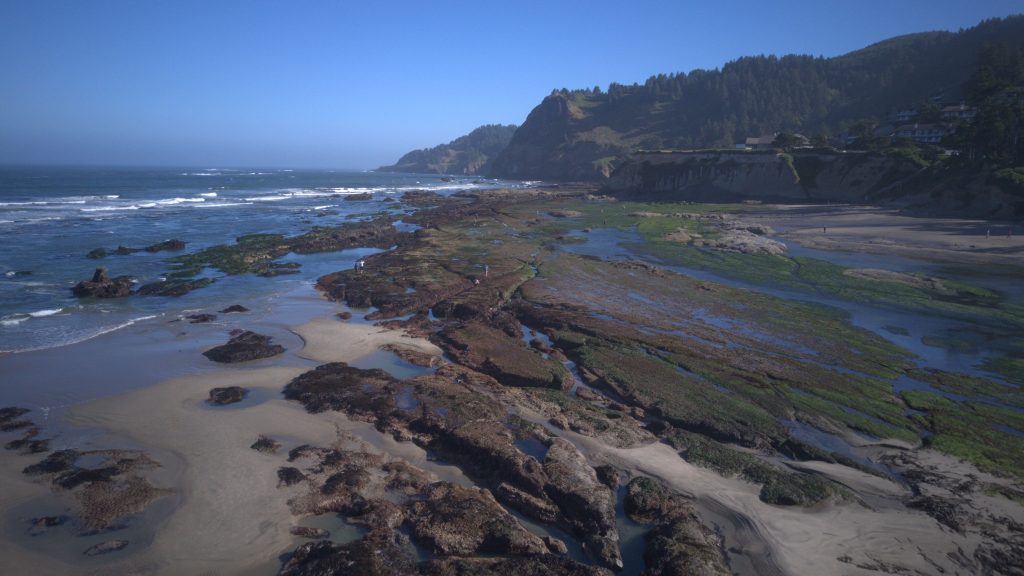 Courtesy Oregon Coast Aquarium