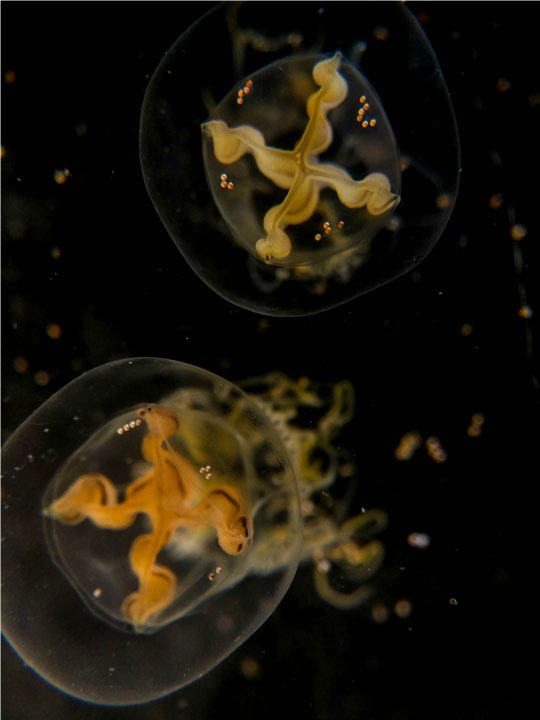 Halimedusa. Photo by Tiffany Boothe/Seaside Aquarium
