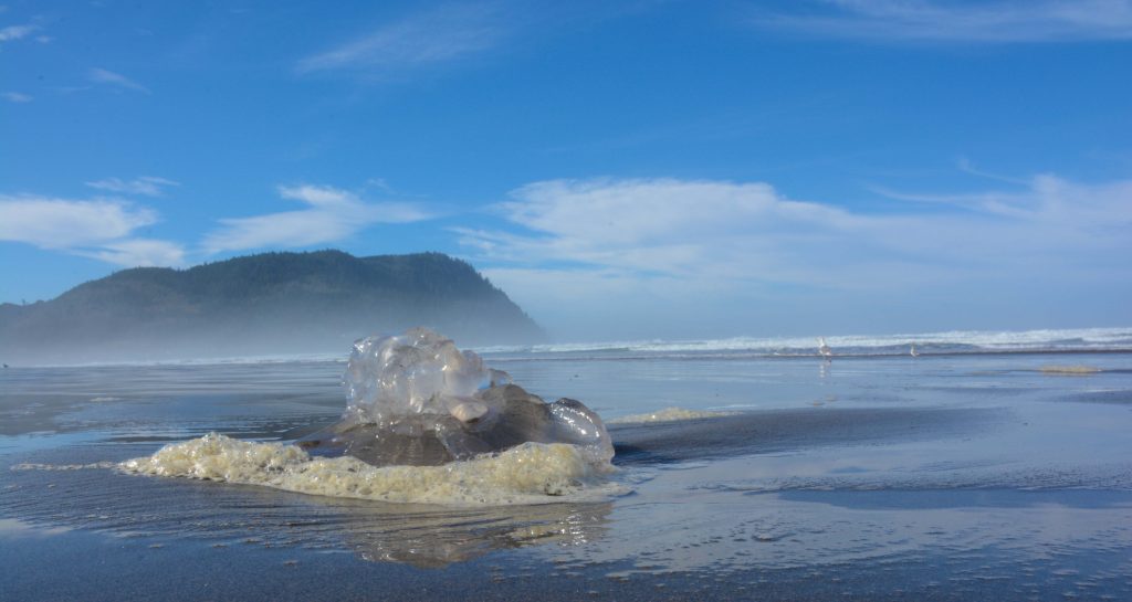 Beached moon jelly