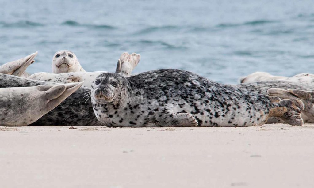 harbor seals