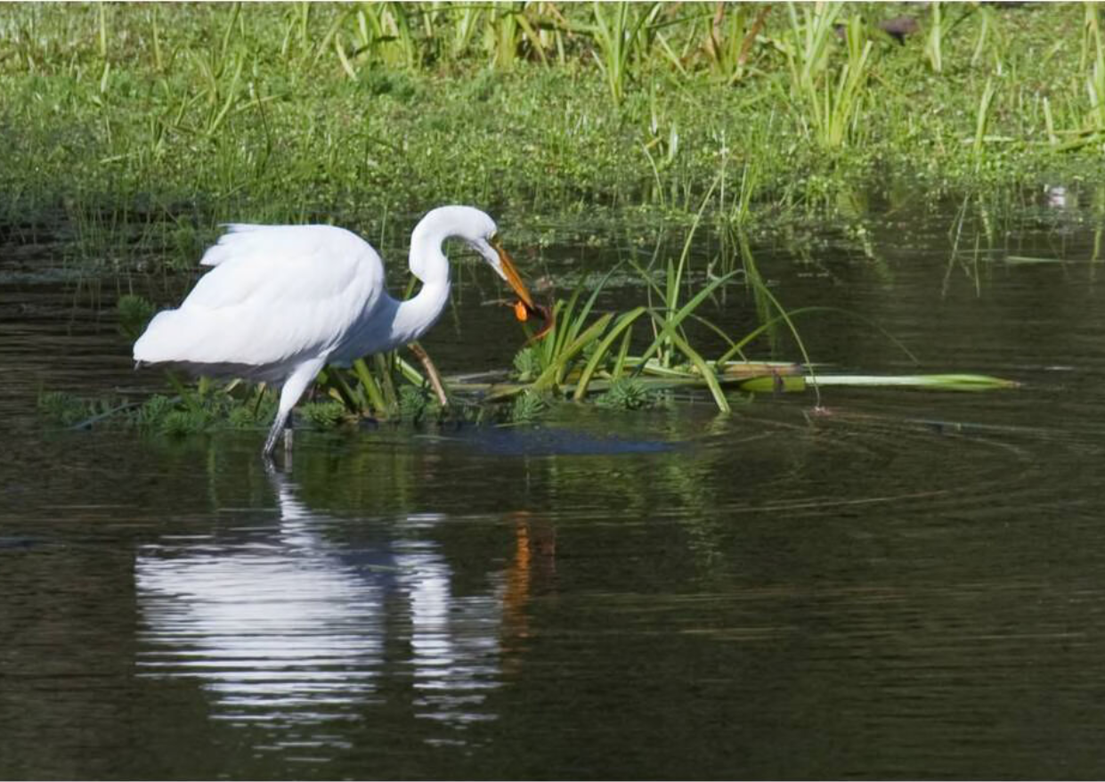 Visiting Oregon’s Coastal Wetlands – Oregon Coast Magazine