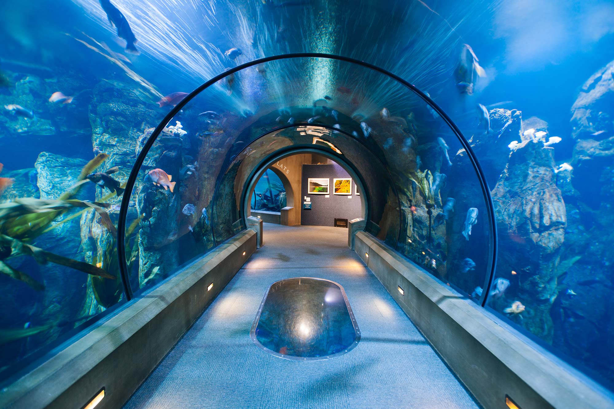 Oregon Coast Aquarium at 30 Years Oregon Coast Magazine