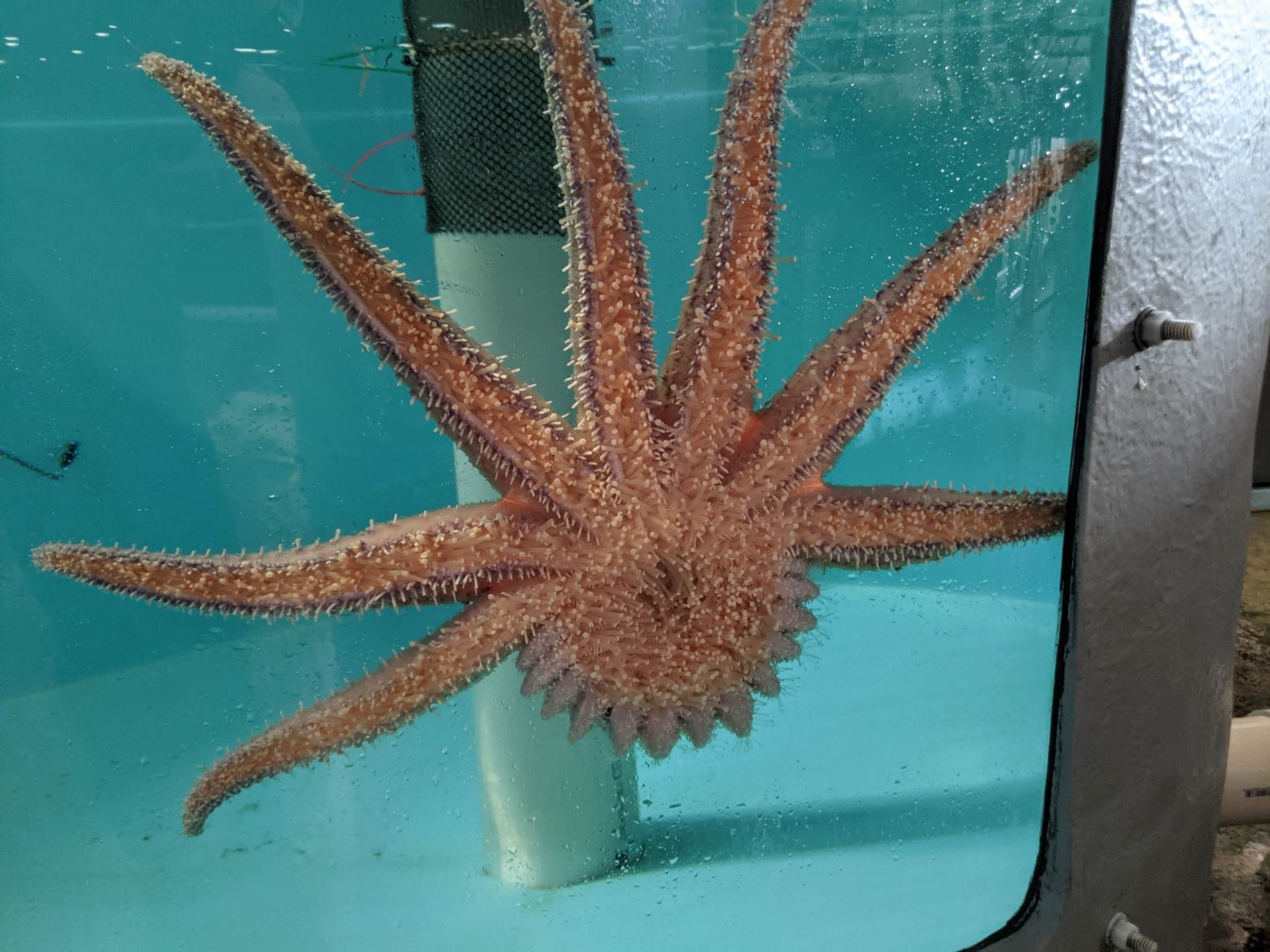 Sunflower sea stars certified as 'critically endangered' by